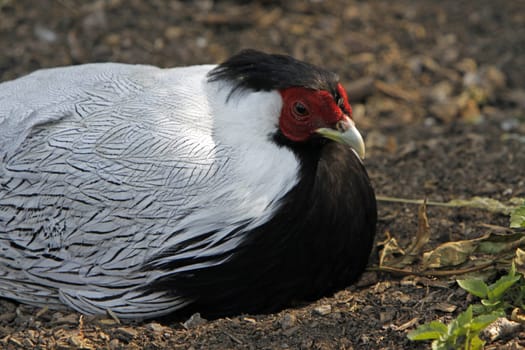 Silver Pheasant