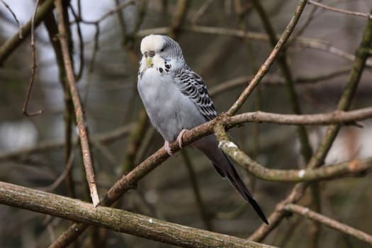Budgerigar
