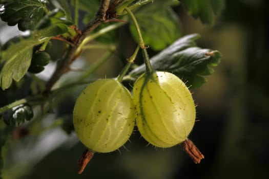 Gooseberries