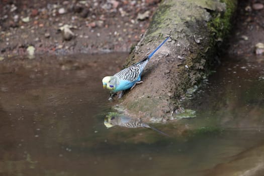 Blue budgie by the water