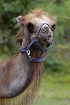Young Bactrian with blue halter