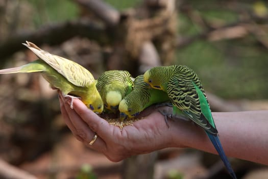 Budgie feeding