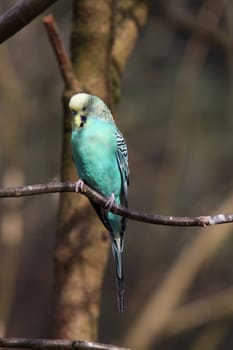 Budgerigar