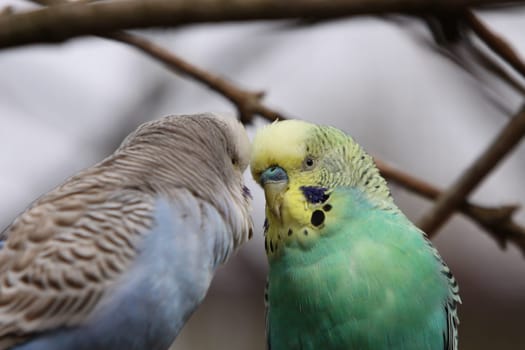 Budgerigar
