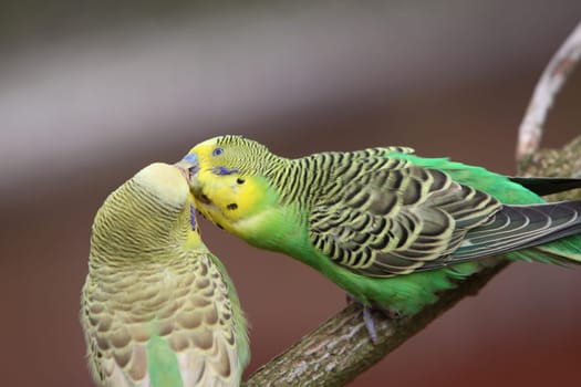 Budgerigar