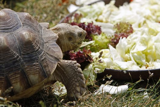 spurred tortoise