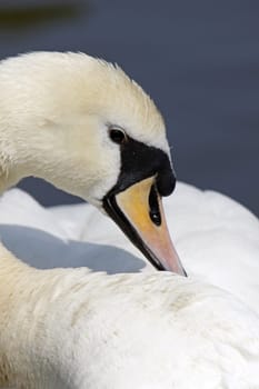 Mute swan