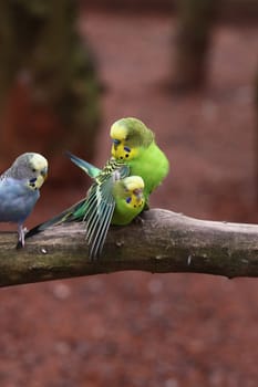 Budgerigar