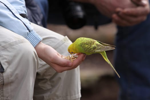 Budgerigar