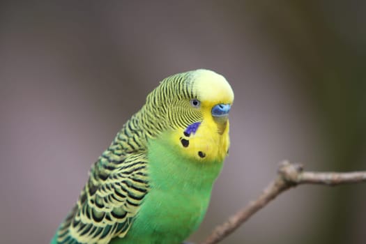 Budgerigar