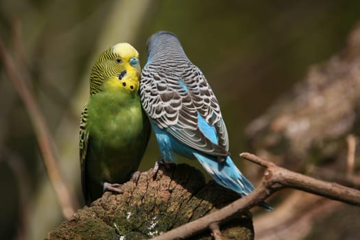 Budgies