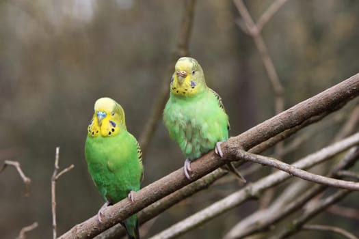 Budgerigar