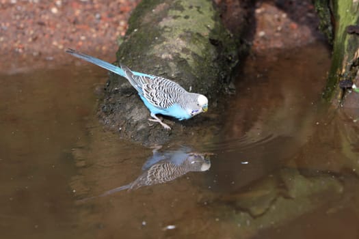 Budgerigar