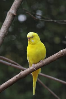 Yellow Budgie