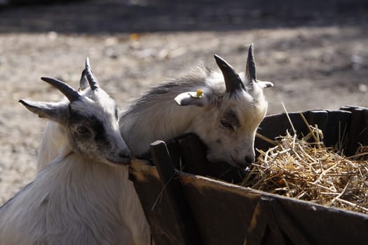 Two white goats on a straw wagon