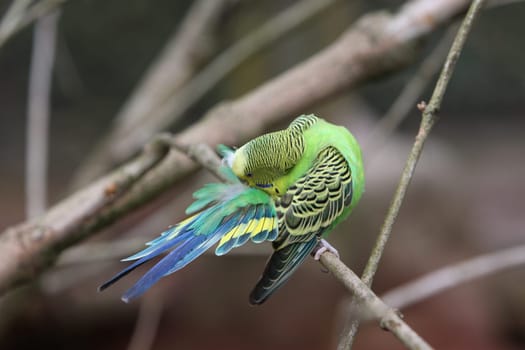 Budgerigar