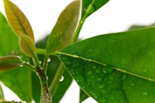Avocado Leaves,Macro