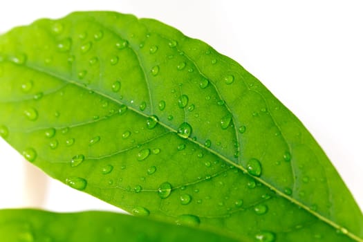 Avocado Leaves,Macro