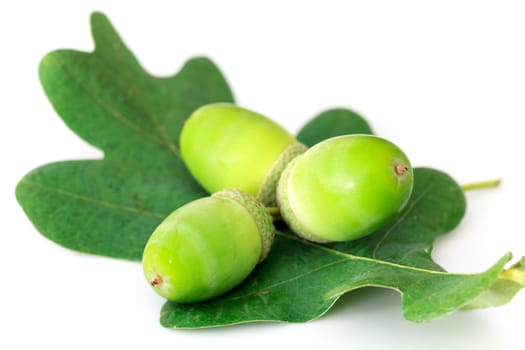 Young acorns