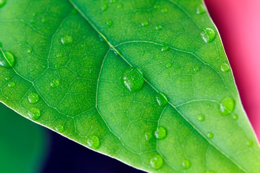 Avocado Leaves,Macro
