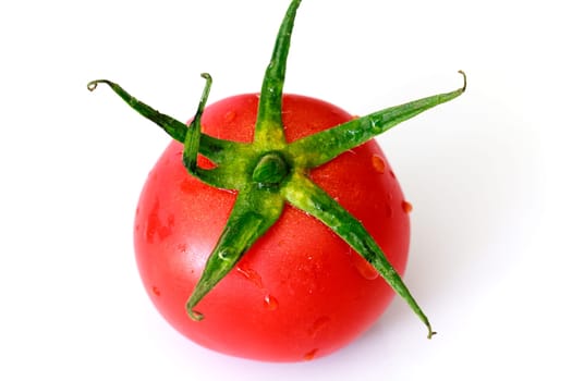 Tomato