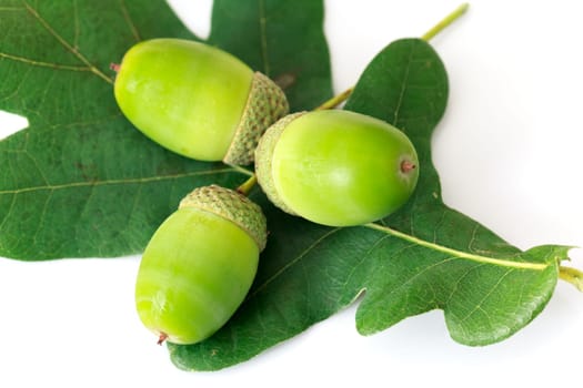 Young acorns