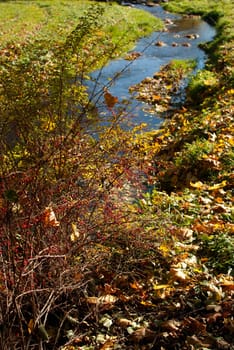 Wild Rose on the Bank of the Creek