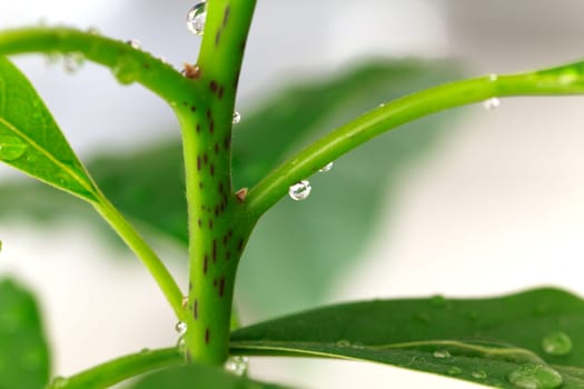 Avocado Leaves,Macro
