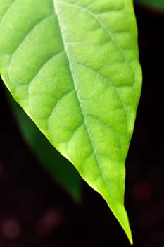 Avocado Leaves,Macro