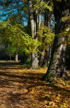 Autumn Forest - Path and Trees in Sunny Weather
