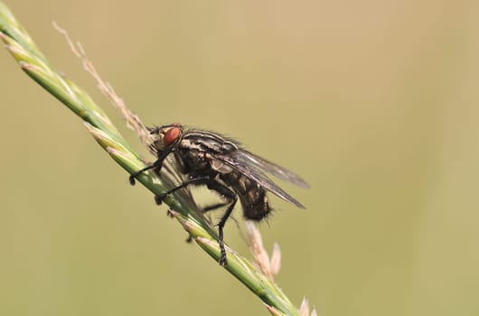 Fly on a blade of grass