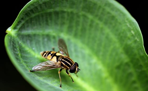 The common marsh hoverfly on a leaf of the frog's spoon (Alisma plantago-aquatica)