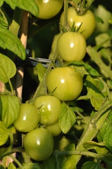unripe tomatoes