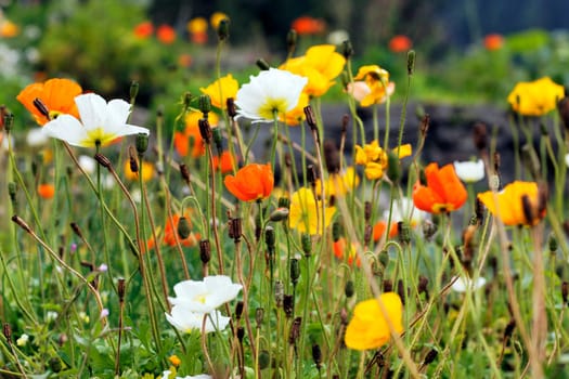 lot of beautiful flowers in alpine mountain