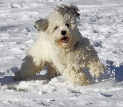 Snow Hound