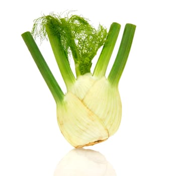 A fennel bulb with greenery and subtle reflection at the bottom of the picture