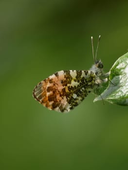 Aurora Butterfly