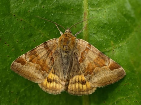 Brown Day Owl - Owl Butterfly - Diurnal Moth - Central Europe