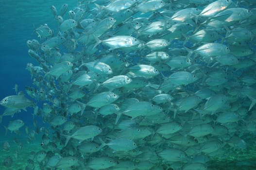 Mackerel in a shoal