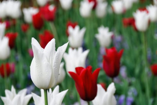 Garden benches and red tulips