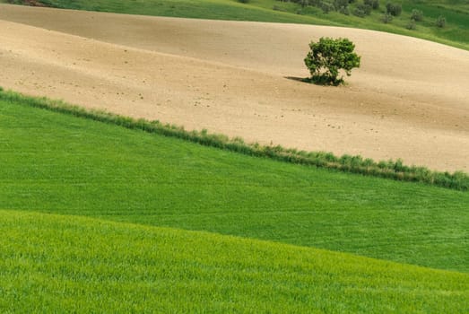 solitary tree in the hills of Siena in Tuscany