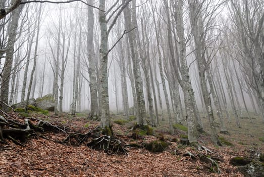 Forest on Mount Amiata in Grosseto in the fog