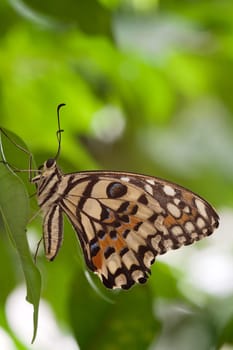 Papilio Demoleus