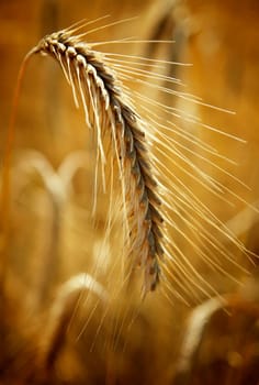 Barley