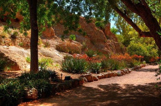 Desert valley trail in the tree forest