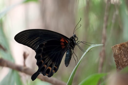 Papilio memnon