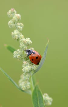 Ladybug