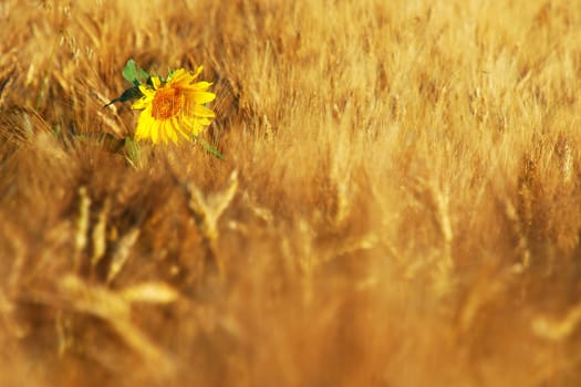 Sunflower in wheat field
