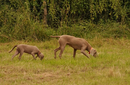 Weimaraner