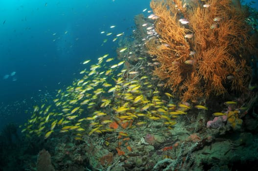 At the shipwreck
